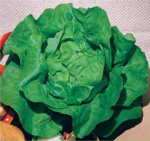 LATTUGA A CAPPUCCIO S.ANNA GR.50